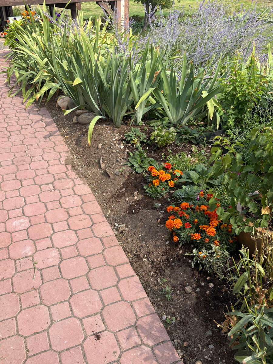 Tulips in bloom
